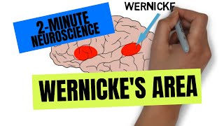 2Minute Neuroscience Wernickes Area [upl. by Dorian]