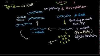 10 Replication of dsRNA virus [upl. by Dustan]