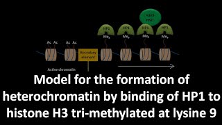 Formation of heterochromatin by binding of HP1 to histone H3 trimethylated at lysine 9 [upl. by Heyman]