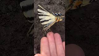 Amazing Big BUTTERFLY Iphiclides Podalirius nature insects butterfly animals beautiful fly ok [upl. by Nesmat]