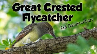 The Great Crested Flycatcher documentary food habitat behavior and more [upl. by Llekram545]