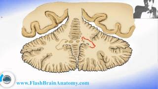 Brain Anatomy Cerebellar Nuclei Section [upl. by Siraval]