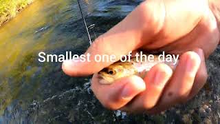 Trout Fishing The Boardman River 😄 [upl. by Ymor217]