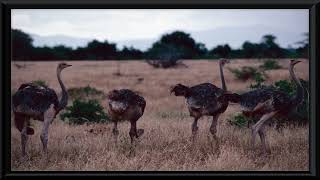 Ostriches  Vintage Photos  Framed Photos  4K Vintage Photography [upl. by Aikrahs]