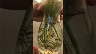 How to Propagate Money Plants  Propagating Pothos from Cuttings  Grow Plants in Water [upl. by Julina]