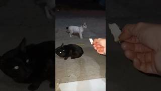 three wild cats fighting over food cat cute cutecat [upl. by Minabe]