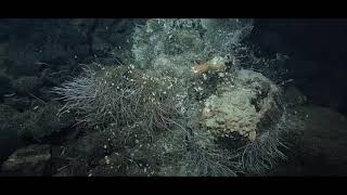 Exploring the Deep Sea Hydrothermal Vents of the Offshore Pacific [upl. by Luwana88]