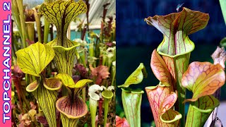 10 Variedades de Sarracenia más hermosas [upl. by Loss457]