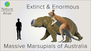 Extinct amp Enormous The Massive Marsupials of Australia [upl. by Aneral]