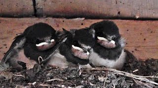 Swallow Bird Nest at Godolphin [upl. by Einnad133]