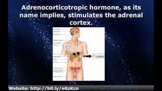 ACTH  Adrenocorticotropic Hormone [upl. by Arikal527]