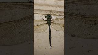 Gynacantha Aeshnidae dragonflies capung animalshorts dragonfly [upl. by Milson]