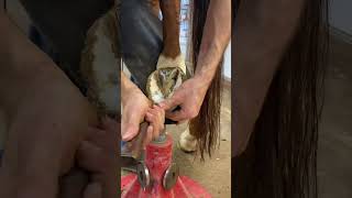 Barefoot Horse Hoof Trim [upl. by Bidle115]