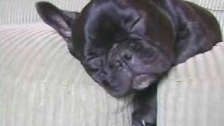 Roxy the French Bulldog snoring [upl. by Vivl]