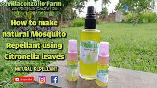 How to make natural mosquito repellant using Citronella Leaves l Villaconzoilo Farm [upl. by Madai224]