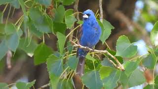 Blue Grosbeak singing [upl. by Irat]