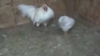 RARE WHITE HATCH gamefowl aka Avalanche Hatch as bred by K amp J farm [upl. by Adlee179]