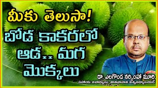 bodakakara బోడకాకర లో ఆడ మగMomordica dioica Dr Murthy plant world ll [upl. by Allimak]