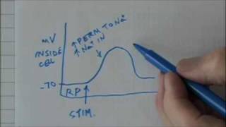 Pastos biology NS graded potential [upl. by Shore141]