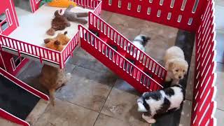 Cavapoo Puppies Exploring SD 480p [upl. by Enatan]