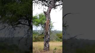 Male Leopards Incredible Tree Leap [upl. by Liagibba589]