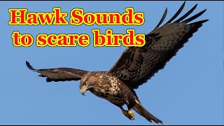 Hawk sounds to scare birds 🦅 7 hours [upl. by Imoian]