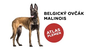 Belgický ovčák malinois  Atlas plemen  Tlapka TV [upl. by Amund]