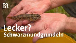 Bayerns neue Fische Wie schmecken Schwarzmundgrundeln  Zwischen Spessart und Karwendel  BR [upl. by Cummings636]