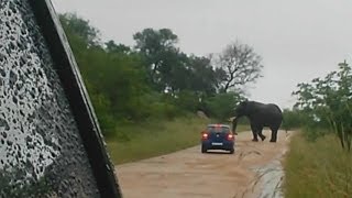 El momento en que un elefante arremete contra un auto de turistas en Sudáfrica BBC MUNDO [upl. by Dan276]