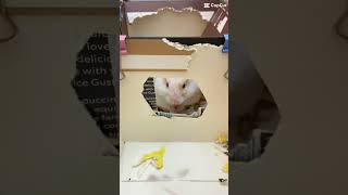 Small Snowys Coffee Box Adventure DIY Hamster Maze Fun  Pet Playtime Delight [upl. by Spieler695]