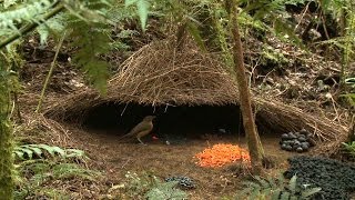 Vogelkop Bowerbird Amblyornis inornata Hüttengärtner Burung Namdur Indonesia [upl. by Seyah]