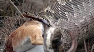 WORLDS BIGGEST and HUNGRIEST SNAKES eating crocodiles kangaroos steenboks and more [upl. by Harman391]