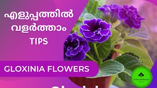 Beautiful Gloxinia Flowers Care and propagation Malayalam [upl. by Deeas]