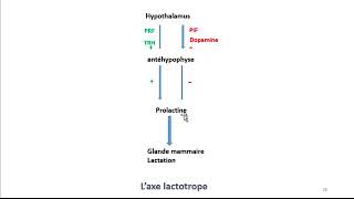 Cours dEndocrinologie vidéo 3  Hormones de lAntéhypophyse [upl. by Ariamat]