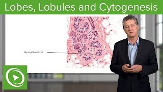 Lobes Lobules and Cytogenesis – Histology  Lecturio [upl. by Pallua]