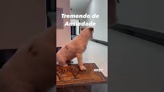 Um cachorrinho foi filmado durante o reencontro com sua aumada [upl. by Harim]