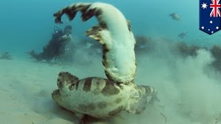 Wobbegong sharks caught on camera thrashing underwater in mating ritual off Gold Coast  TomoNews [upl. by Aiht]