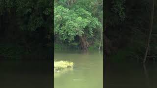 Bhavani River  Attapadi  Palakkad travel kerala mypalakkad [upl. by Colbye425]