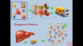 Lipids and Lipoproteins  Part 2  Exogenous Pathway [upl. by Zohar]