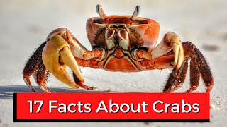 17 Interesting Facts About Crabs [upl. by Ydde136]