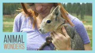 New Baby Patagonian Cavy [upl. by Pauletta]