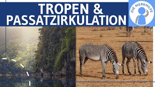 Tropen amp Passatzirkulation einfach erklärt  Klimazonen Ökozonen Vegetationszonen  Geografie [upl. by Latoya]