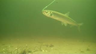 Smelt fishing Newfoundland March 13 2018 underwater [upl. by Ahseinat]