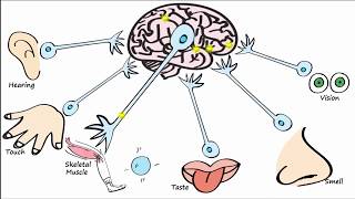 Electrophysiology Part 1  The Resting Membrane Potential RMP amp Action Potentials [upl. by Annatsirhc]