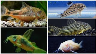 Cory catfish beginners guide how to tell Corydoras gender breeding and feeding Cory catfish [upl. by Guglielmo]