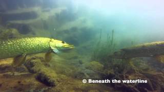 Pike Esox Lucius Underwater UK [upl. by Anyar126]