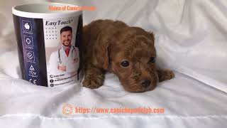 Alaina of Caniche Pudel a red toy poodle puppy is four weeks old [upl. by Randy]