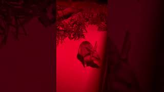 kangaroo family quokka bettong animal wildlife australia 旅游 travel [upl. by Joeann]