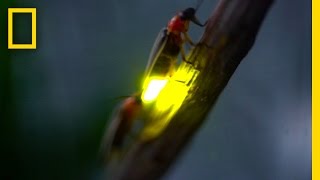 Watch Fireflies Glowing in Sync to Attract Mates  National Geographic [upl. by Sweatt]