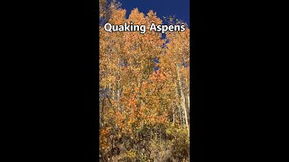 Healing sounds of Quaking Aspens 🍂 Aspens in Autumn [upl. by Georgina]